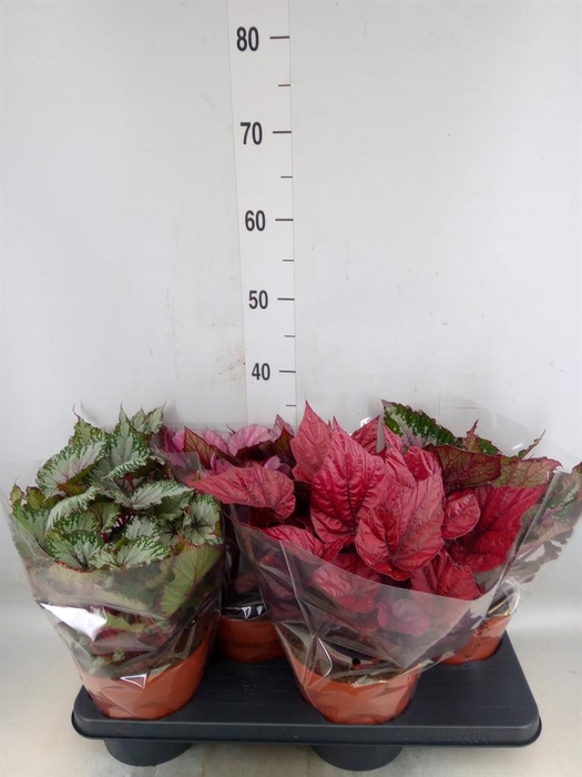 <h4>Begonia BD 'Beleaf'   ...mix</h4>