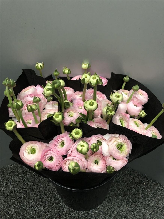 <h4>Ran Suc Confetto Sup</h4>