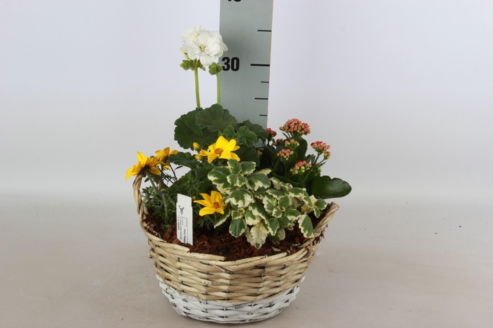 <h4>ARR TUINPLANTEN</h4>