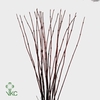 CORNUS ALBA SIBIRICA VERTAKT