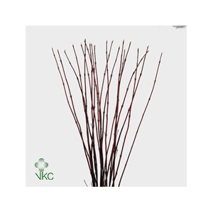 CORNUS ALBA SIBIRICA 080CM