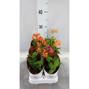 Epidendrum   ...
