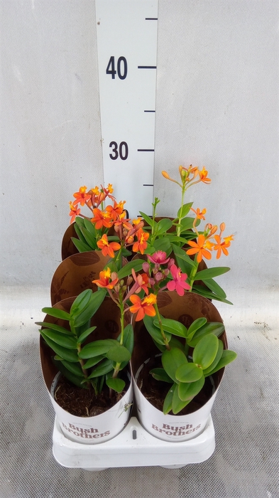 <h4>Epidendrum   ...</h4>