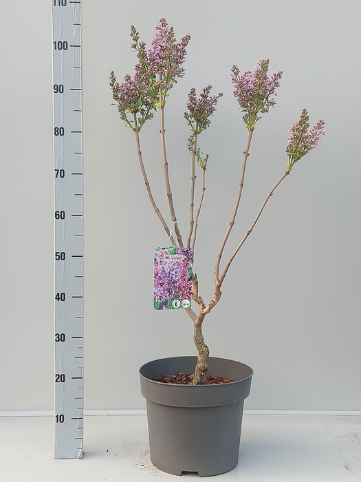 <h4>SYRI VULGARIS</h4>