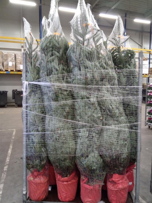 <h4>Abies fraseri</h4>