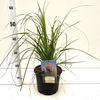 Cortaderia selloana Rosea