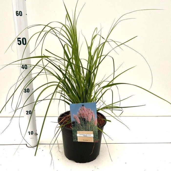 Cortaderia selloana Rosea