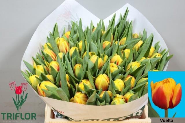 <h4>TU DU VUELTA</h4>