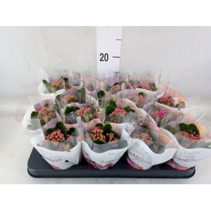 Kalanchoe blos. 'RosDon Victorio'