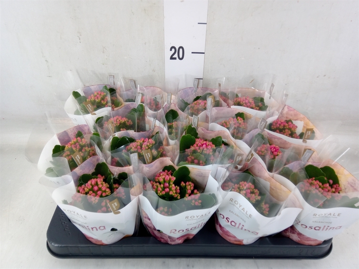 <h4>Kalanchoe blos. 'RosDon Victorio'</h4>