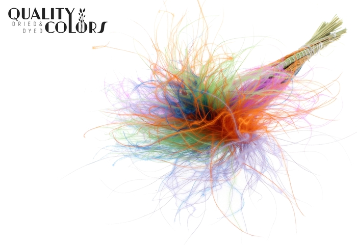 Stypha Penata 10 tufts per bunch Neon Dusk