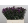 Aster Baby Pink