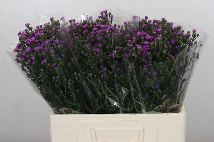 <h4>Aster Baby Pink</h4>
