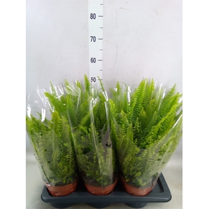 Nephrolepis exal. 'Green Lady'
