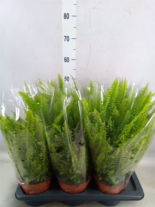 <h4>Nephrolepis exal. 'Green Lady'</h4>