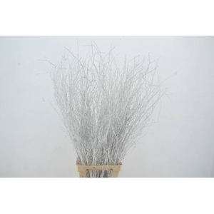Betula Bs White FST