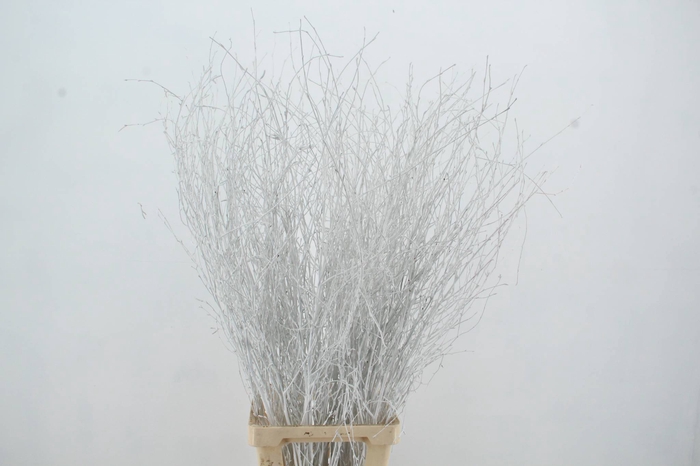 <h4>Betula Bs White FST</h4>