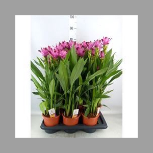 Curcuma alism. 'Siam Splash'
