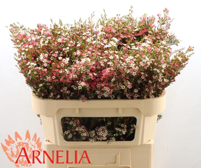 <h4>Chamelaucium my sweet 16</h4>