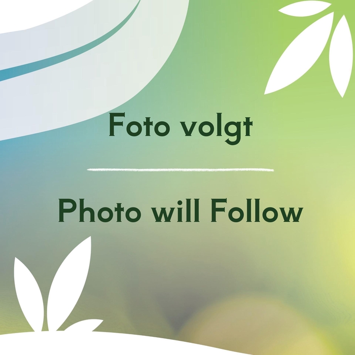 <h4>Acer palmatum Sangokaku</h4>