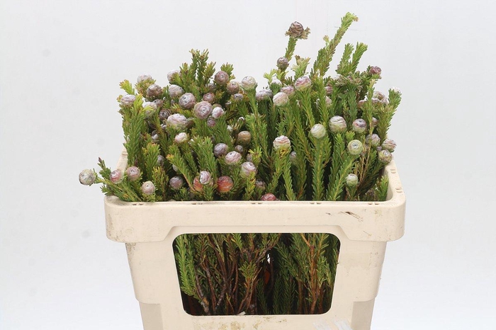 <h4>LEUCAD LINIFOLIUM</h4>