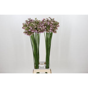 Allium Rosy Bells