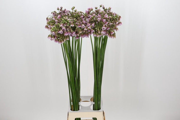 <h4>Allium Rosy Bells</h4>