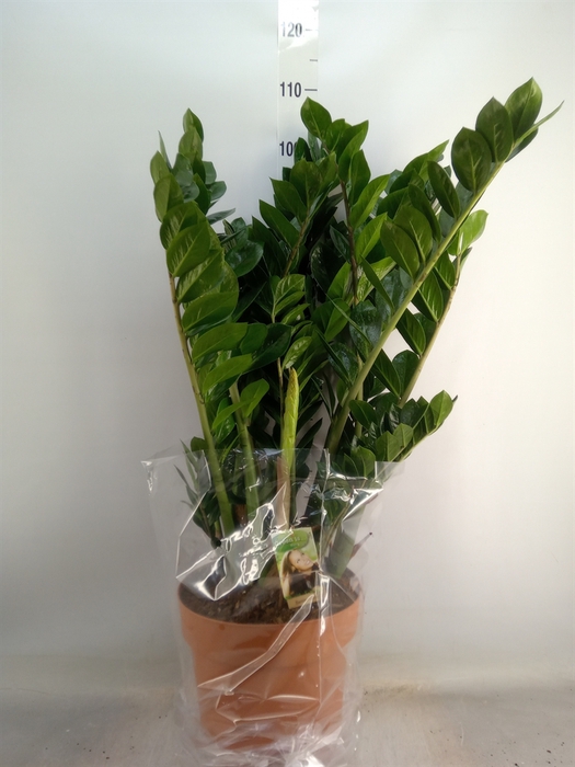 <h4>Zamioculcas zamiifolia</h4>