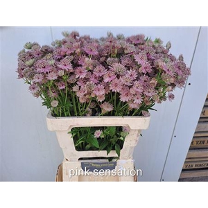 ASTR PINK SENSATION