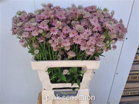 <h4>ASTR PINK SENSATION</h4>