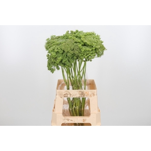 Ammi Majus Visnaga Zaad