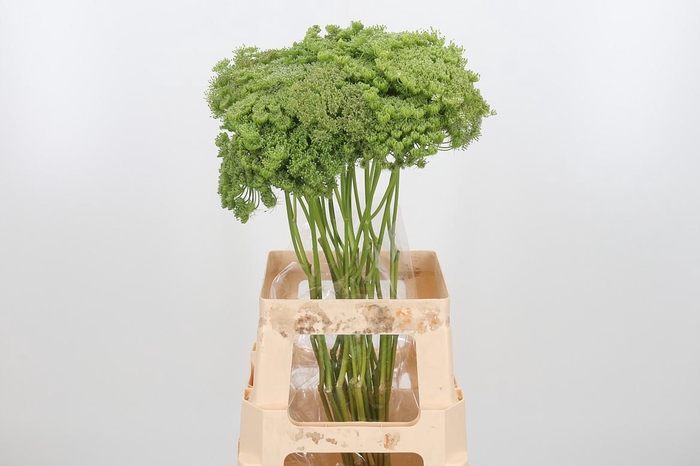 <h4>AMMI MAJUS VISNAGA ZAAD</h4>
