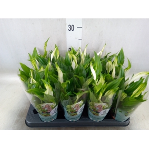 Spathiphyllum  'Pearl Cupido'