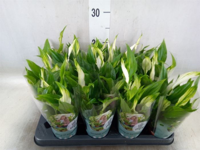<h4>Spathiphyllum  'Pearl Cupido'</h4>