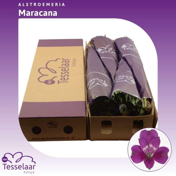 <h4>Alstroemeria Maracana | Heavy Quality</h4>