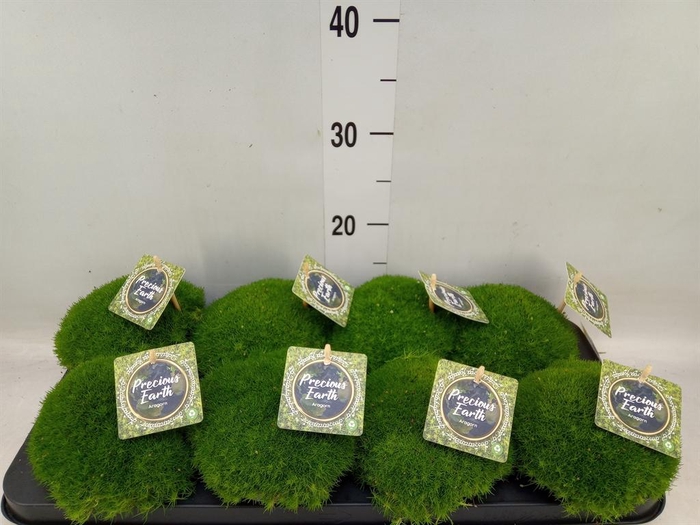 <h4>Sagina subulata</h4>