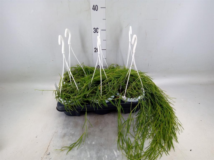 <h4>Hoya linearis</h4>