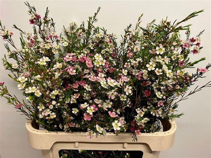 <h4>CHAME UN DUAL STAR</h4>