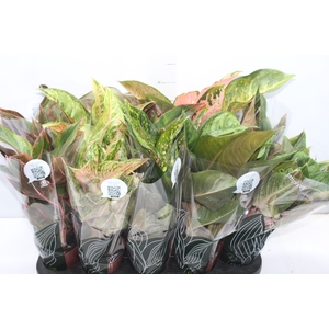 AGLAONEMA VARIADA P12 PREMIUM
