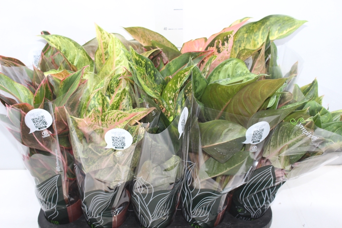 <h4>AGLAONEMA VARIADA P12 PREMIUM</h4>