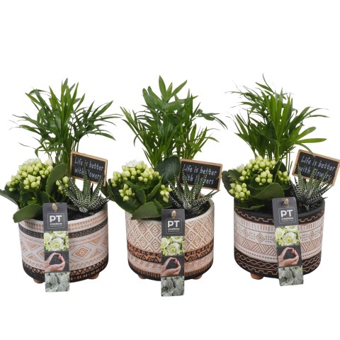 <h4>PTIB6431 Arrangement Indoor in keramiek pot</h4>