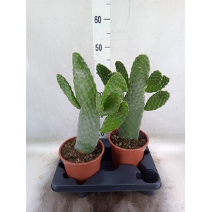 Opuntia
