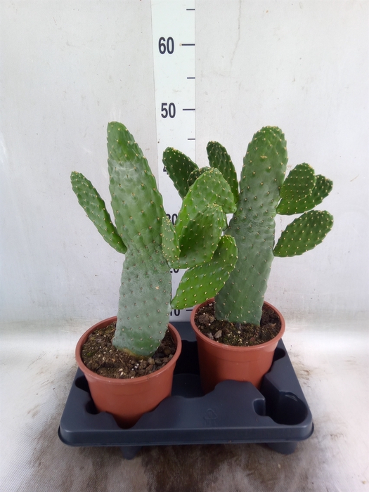 <h4>Opuntia</h4>
