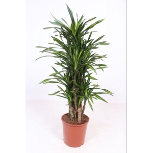 Dracaena Riki