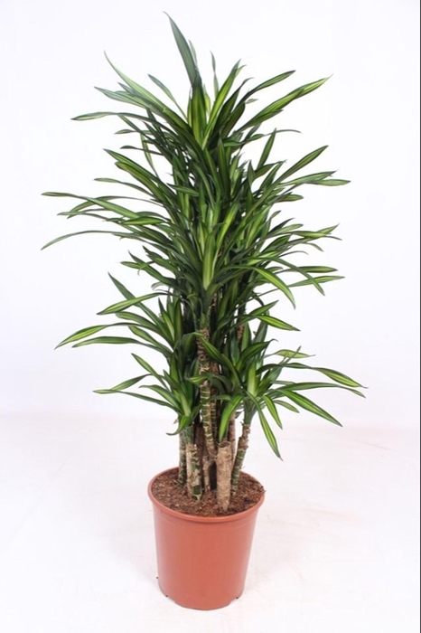 <h4>Dracaena Riki</h4>