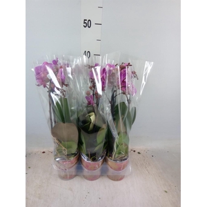 Phalaenopsis multi. 'Ant Merida'