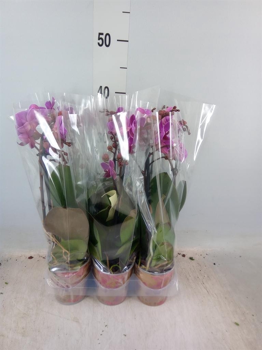 <h4>Phalaenopsis multi. 'Ant Merida'</h4>