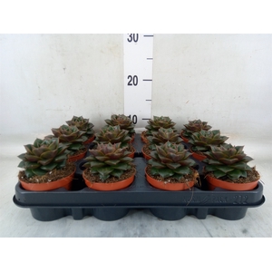 Echeveria purpusorum