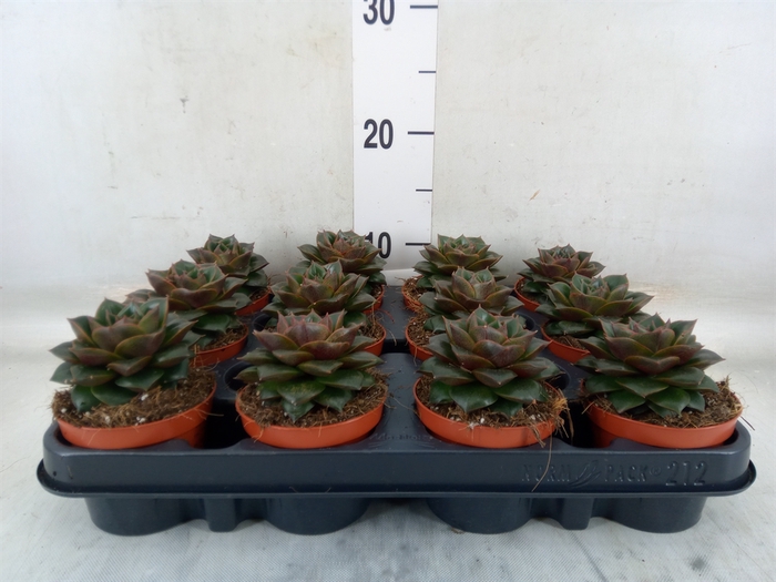 <h4>Echeveria purpusorum</h4>