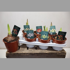 Hippeas Gem Exclusief